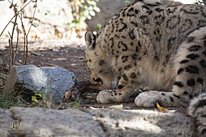 SacZoo_PH20_IMG_4542.jpg
