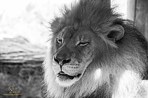 SacZoo_PH20_IMG_4555.jpg