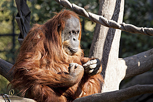 SacZoo_PH20_IMG_4607.jpg