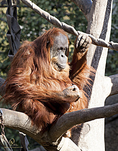 SacZoo_PH20_IMG_4608.jpg