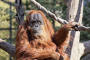 SacZoo_PH20_IMG_4614.jpg