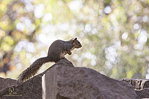 SacZoo_PH20_IMG_4623.jpg