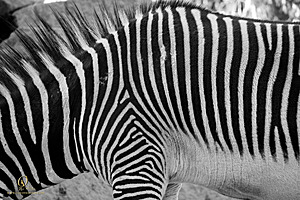 SacZoo_PH20_IMG_4625.jpg
