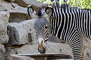 SacZoo_PH20_IMG_4627.jpg