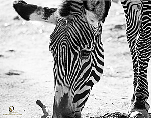 SacZoo_PH20_IMG_4664.jpg