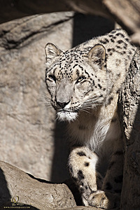 SacZoo_PH20_IMG_4750.jpg
