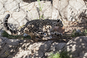 SacZoo_PH20_IMG_4807.jpg