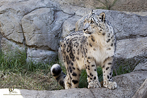 SacZoo_PH20_IMG_4878.jpg