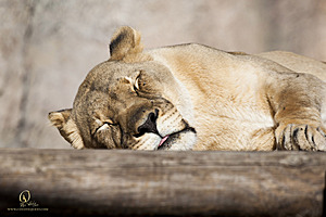 SacZoo_PH20_IMG_4926.jpg