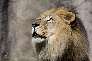 SacZoo_PH20_IMG_4951.jpg