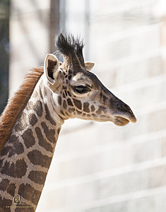 SacZoo_PH20_IMG_4987.jpg