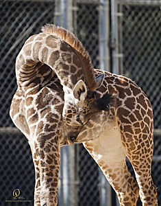 SacZoo_PH20_IMG_4999.jpg
