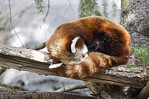 SacZoo_PH20_IMG_5021.jpg