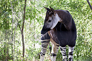 SacZoo_PH20_IMG_5054.jpg