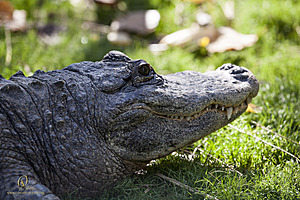 SacZoo_PH20_IMG_5063.jpg