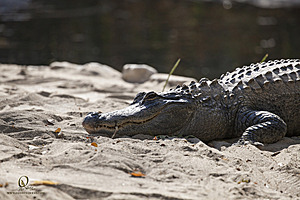 SacZoo_PH20_IMG_5065.jpg