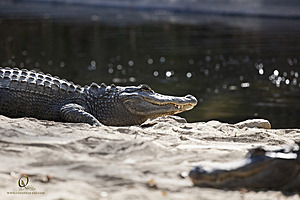 SacZoo_PH20_IMG_5079.jpg