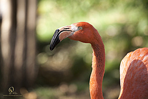SacZoo_PH20_IMG_5084.jpg