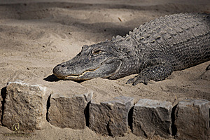 SacZoo_PH20_IMG_5098.jpg
