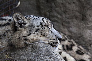 SacZoo_PH20_IMG_5133.jpg