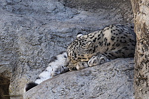 SacZoo_PH20_IMG_5135.jpg