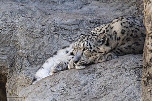 SacZoo_PH20_IMG_5137.jpg
