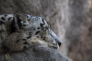 SacZoo_PH20_IMG_5143.jpg