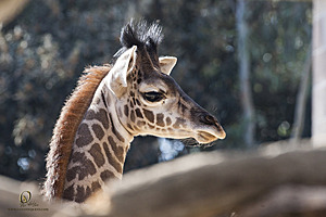 SacZoo_PH20_IMG_5150.jpg