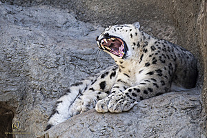 SacZoo_PH20_IMG_5186.jpg
