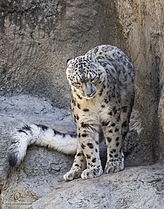 SacZoo_PH20_IMG_5194.jpg