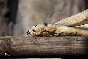 SacZoo_PH20_IMG_5257.jpg