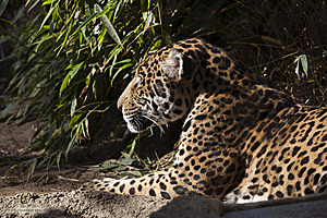 SacZoo_PH20_IMG_5297.jpg
