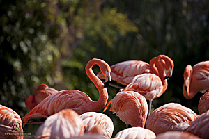 SacZoo_PH20_IMG_5309.jpg