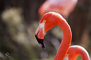 SacZoo_PH20_IMG_5330.jpg