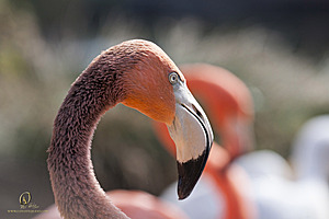 SacZoo_PH20_IMG_5354.jpg