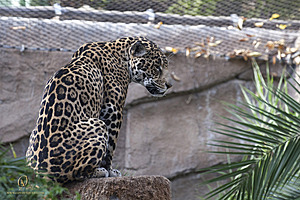 SacZoo_PH20_IMG_5396.jpg