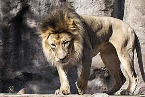 SacZoo_PH20_IMG_5452.jpg