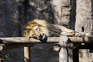 SacZoo_PH20_IMG_5455.jpg