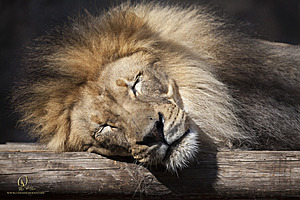 SacZoo_PH20_IMG_5469.jpg
