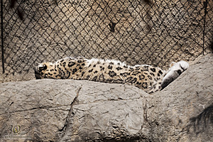 SacZoo_PH20_IMG_5475.jpg