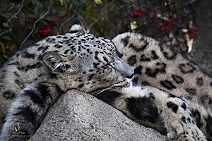 SacZoo_PH20_IMG_5479.jpg