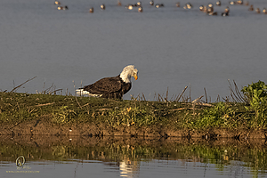 SNWR_PH21_IMG_4384.jpg