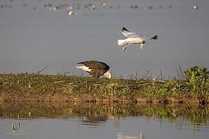 SNWR_PH21_IMG_4425.jpg