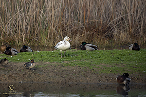 SNWR_PH21_IMG_4715.jpg