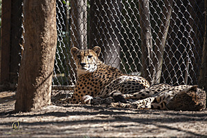 SacZoo_PH21_IMG_0647.jpg