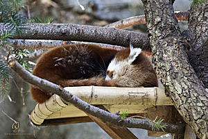 SacZoo_PH21_IMG_0653.jpg