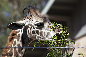 SacZoo_PH21_IMG_0670.jpg
