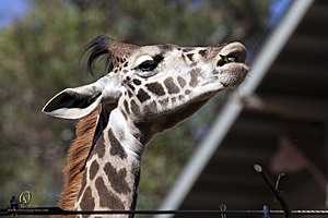 SacZoo_PH21_IMG_0674.jpg