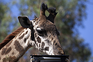 SacZoo_PH21_IMG_0676.jpg