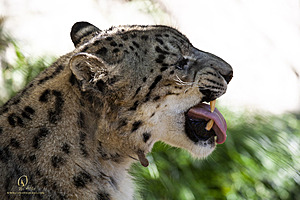 SacZoo_PH21_IMG_0680.jpg
